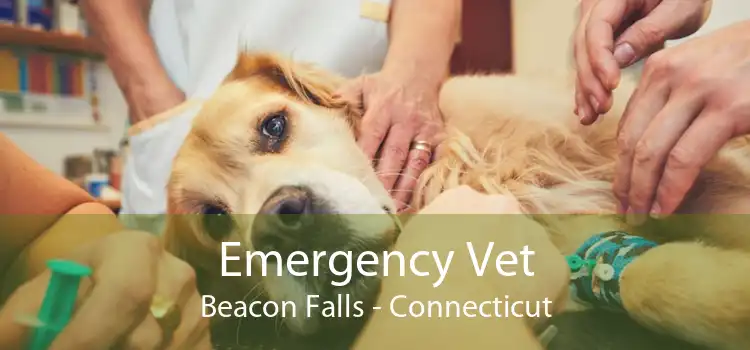 Emergency Vet Beacon Falls - Connecticut