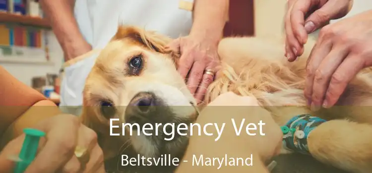 Emergency Vet Beltsville - Maryland