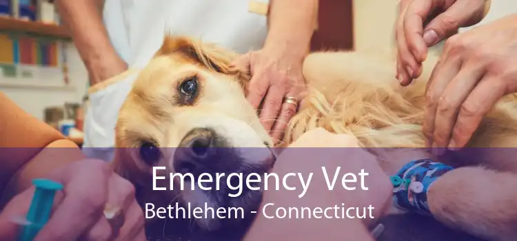Emergency Vet Bethlehem - Connecticut