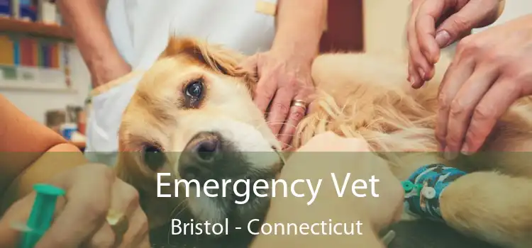 Emergency Vet Bristol - Connecticut