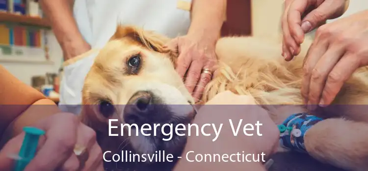 Emergency Vet Collinsville - Connecticut