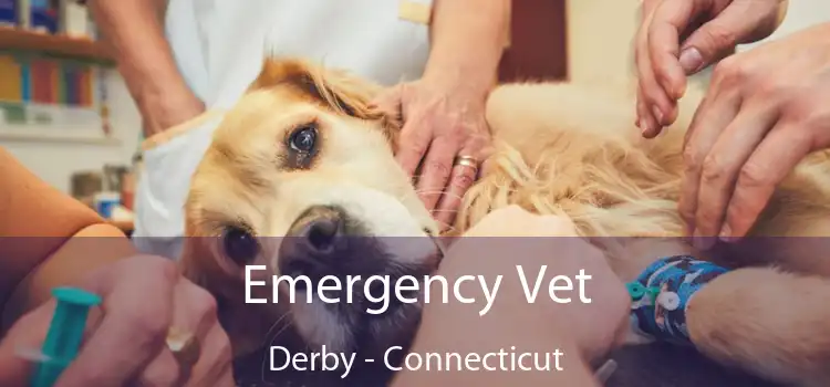 Emergency Vet Derby - Connecticut