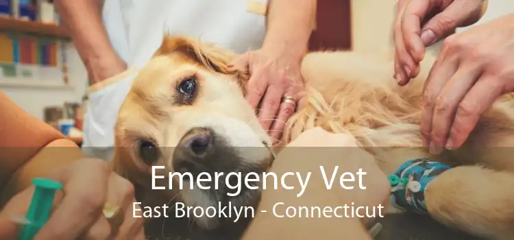 Emergency Vet East Brooklyn - Connecticut