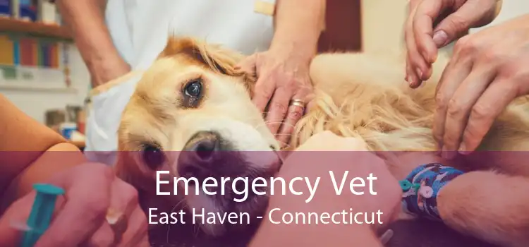 Emergency Vet East Haven - Connecticut