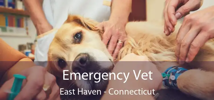 Emergency Vet East Haven - Connecticut