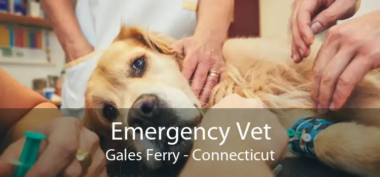 Emergency Vet Gales Ferry - Connecticut