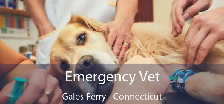 Emergency Vet Gales Ferry - Connecticut