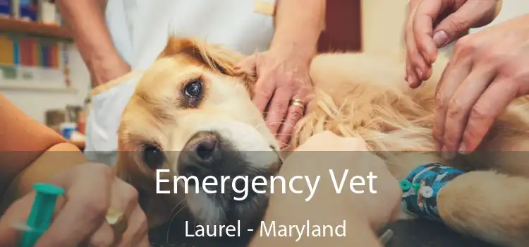 Emergency Vet Laurel - Maryland