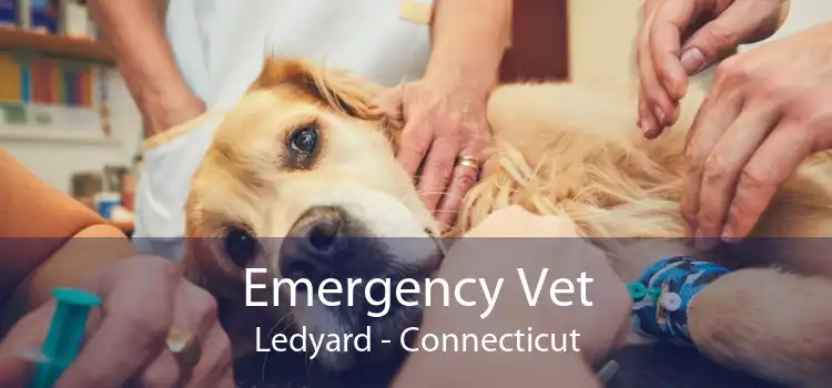 Emergency Vet Ledyard - Connecticut