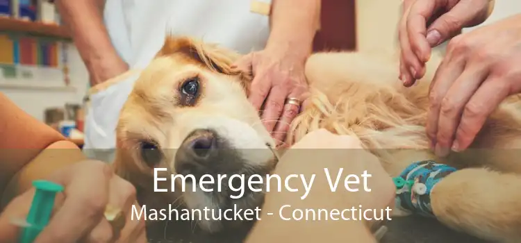 Emergency Vet Mashantucket - Connecticut