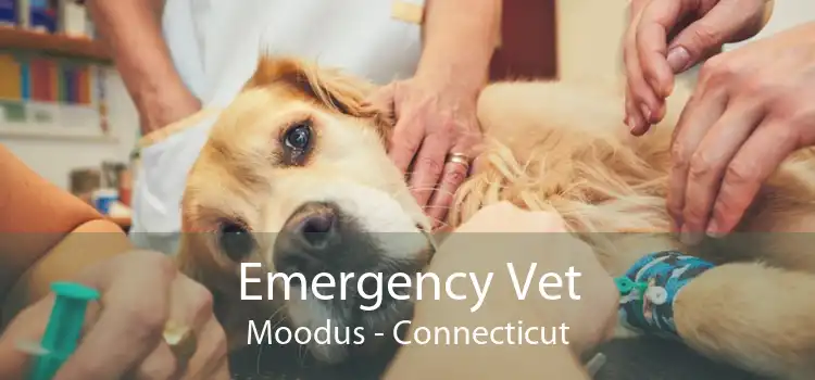 Emergency Vet Moodus - Connecticut