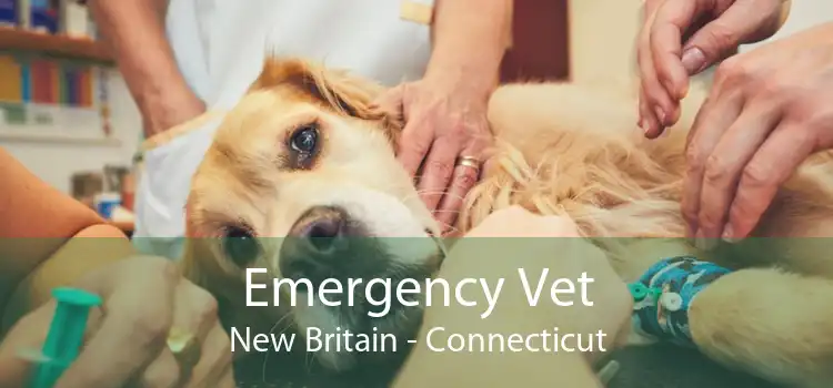 Emergency Vet New Britain - Connecticut