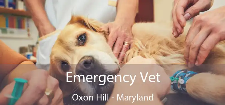 Emergency Vet Oxon Hill - Maryland