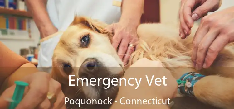 Emergency Vet Poquonock - Connecticut