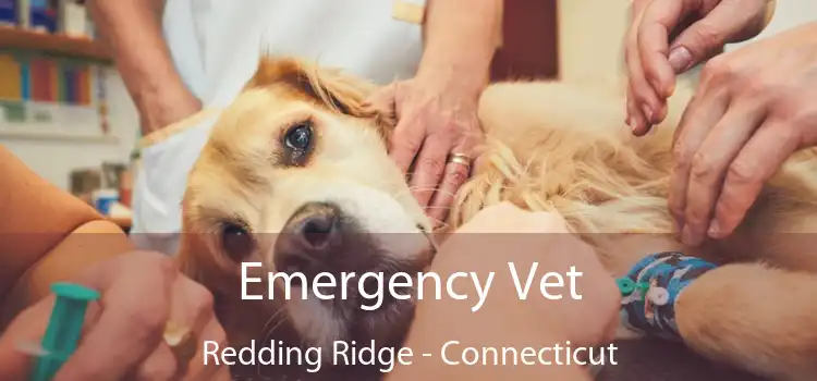Emergency Vet Redding Ridge - Connecticut