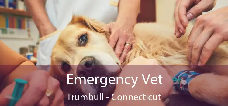 Emergency Vet Trumbull - Connecticut