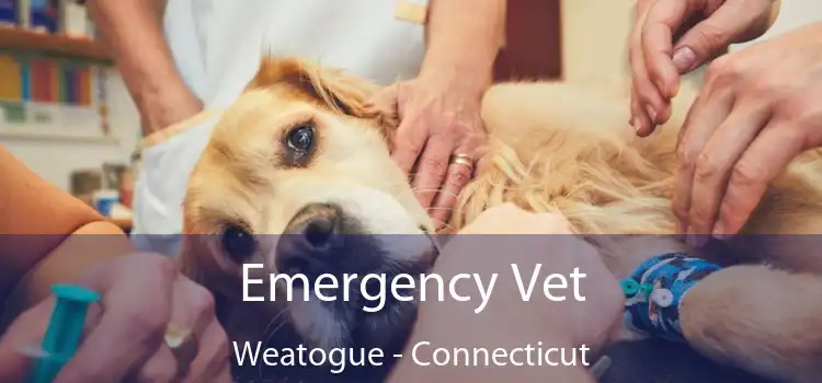 Emergency Vet Weatogue - Connecticut