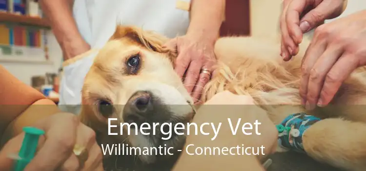 Emergency Vet Willimantic - Connecticut