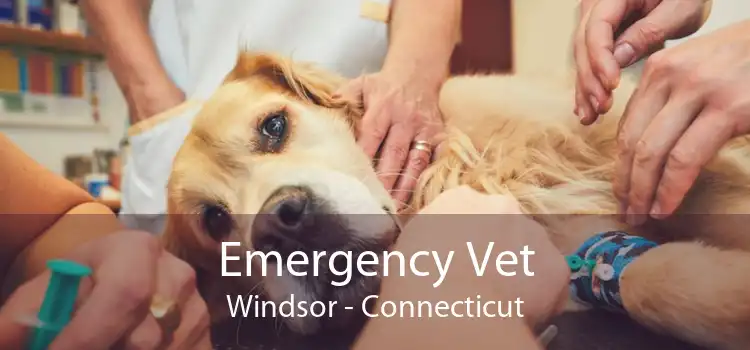 Emergency Vet Windsor - Connecticut