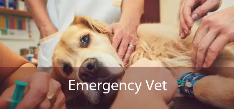 Emergency Vet