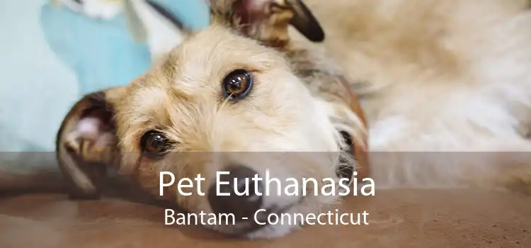 Pet Euthanasia Bantam - Connecticut
