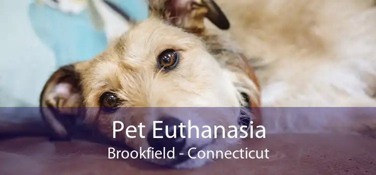 Pet Euthanasia Brookfield - Connecticut