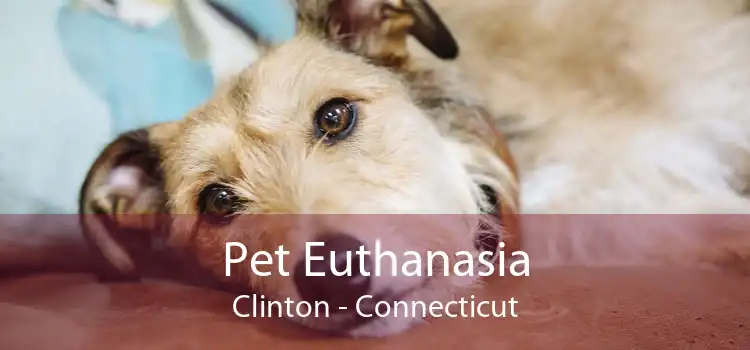 Pet Euthanasia Clinton - Connecticut