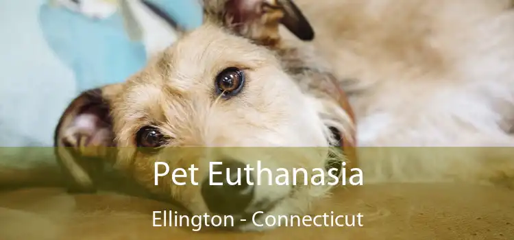 Pet Euthanasia Ellington - Connecticut
