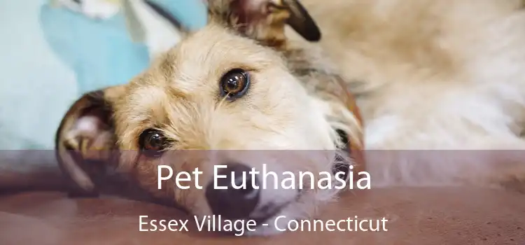 Pet Euthanasia Essex Village - Connecticut