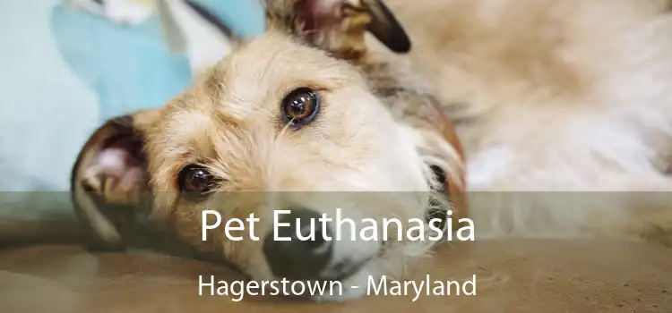 Pet Euthanasia Hagerstown - Maryland
