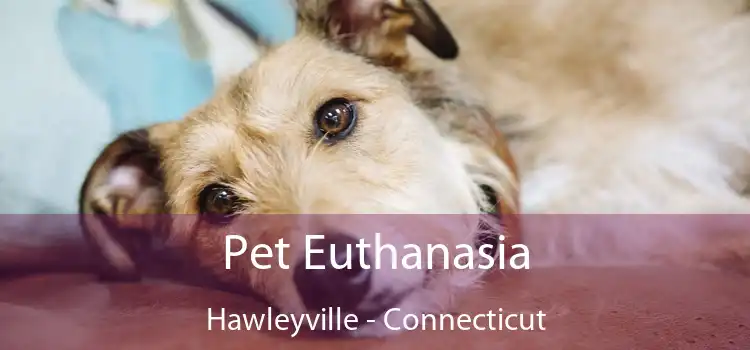 Pet Euthanasia Hawleyville - Connecticut