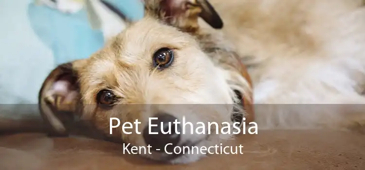 Pet Euthanasia Kent - Connecticut