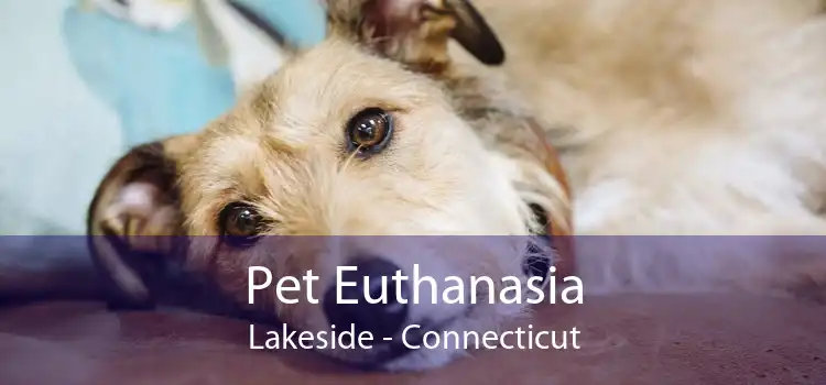 Pet Euthanasia Lakeside - Connecticut