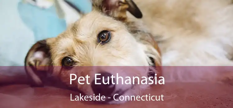 Pet Euthanasia Lakeside - Connecticut