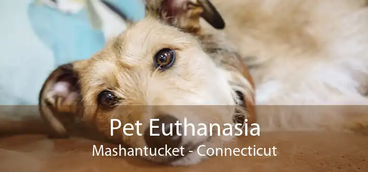Pet Euthanasia Mashantucket - Connecticut