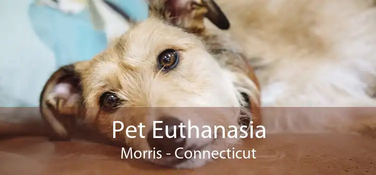 Pet Euthanasia Morris - Connecticut
