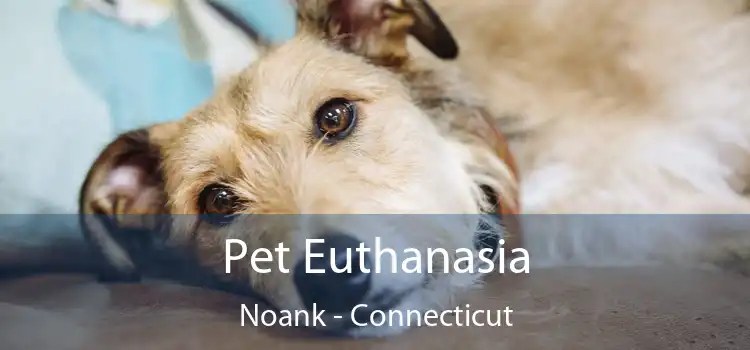 Pet Euthanasia Noank - Connecticut