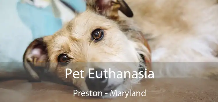 Pet Euthanasia Preston - Maryland