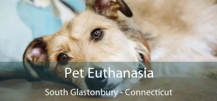 Pet Euthanasia South Glastonbury - Connecticut
