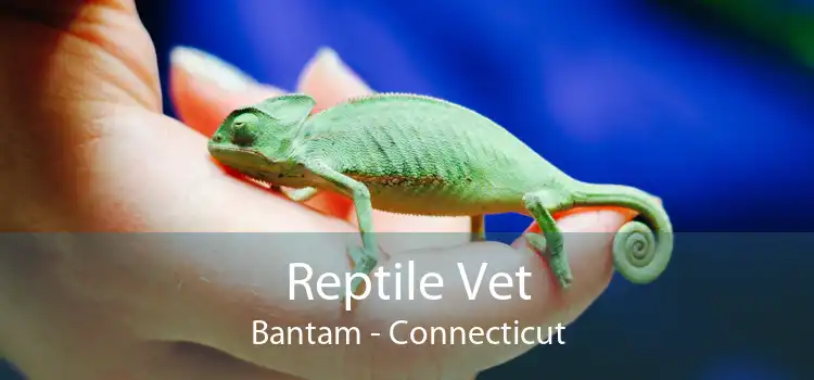 Reptile Vet Bantam - Connecticut