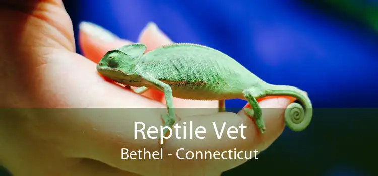 Reptile Vet Bethel - Connecticut