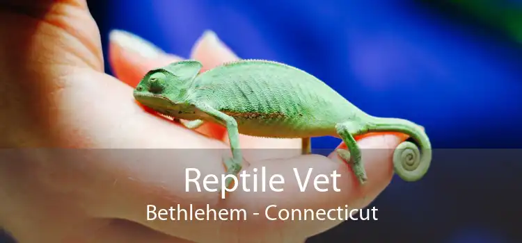 Reptile Vet Bethlehem - Connecticut