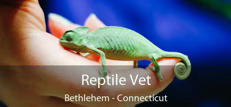 Reptile Vet Bethlehem - Connecticut