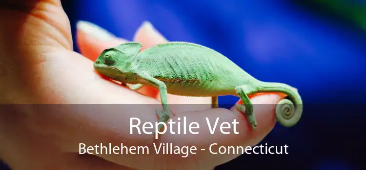 Reptile Vet Bethlehem Village - Connecticut