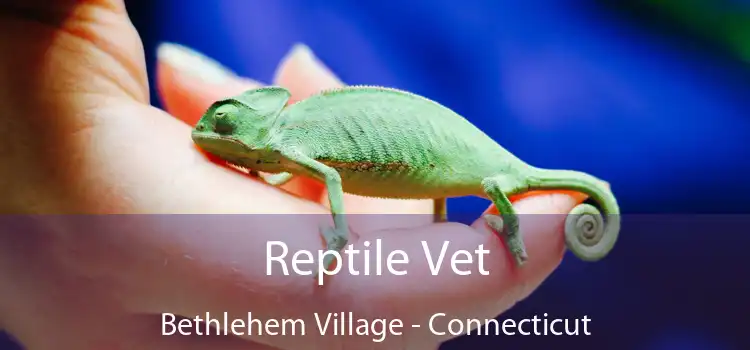 Reptile Vet Bethlehem Village - Connecticut