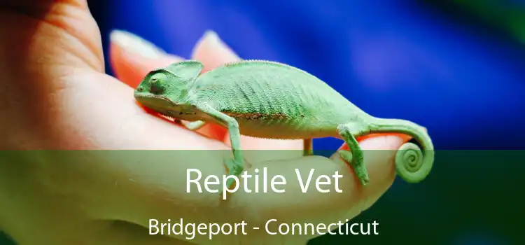 Reptile Vet Bridgeport - Connecticut