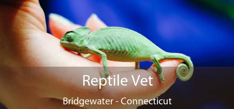 Reptile Vet Bridgewater - Connecticut