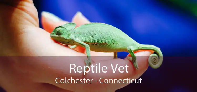 Reptile Vet Colchester - Connecticut