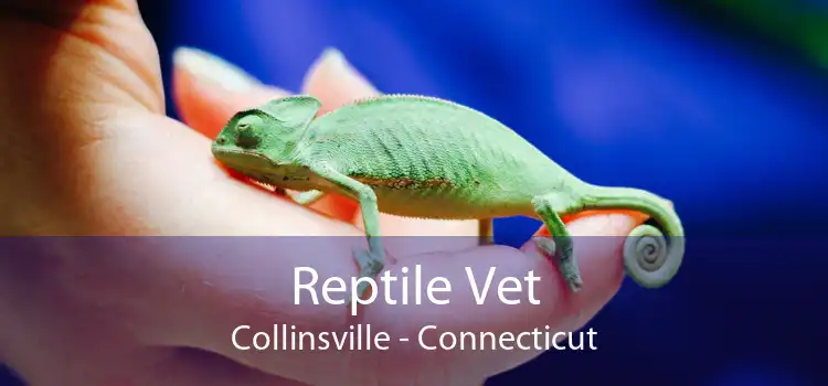 Reptile Vet Collinsville - Connecticut