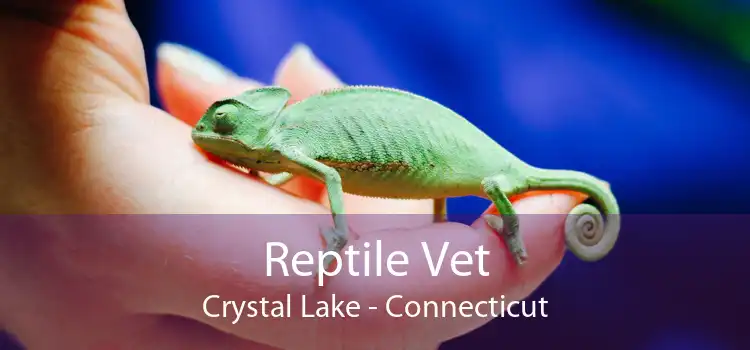 Reptile Vet Crystal Lake - Connecticut